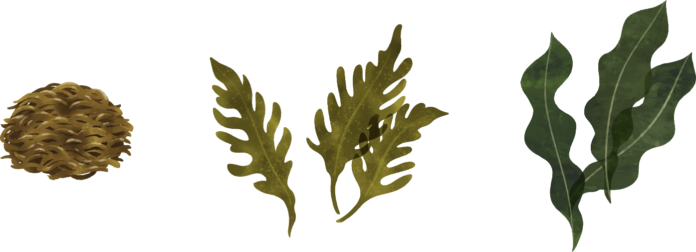 The Core Benefits of Fucoidan: Understanding Comprehensive Body Care