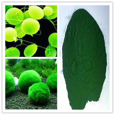 Choose the right one to be effective! A comprehensive guide to picking and matching Spirulina powder