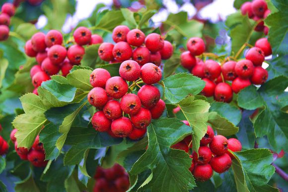 Hawthorn