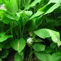 Turmeric Extract 