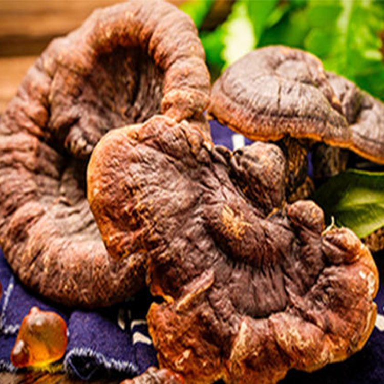 Reishi Mushroom
