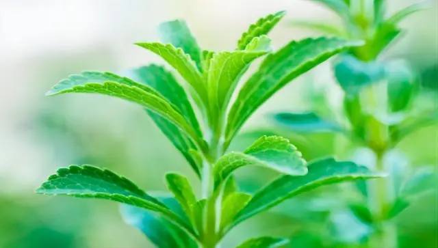 Rosmarinus Officinalis