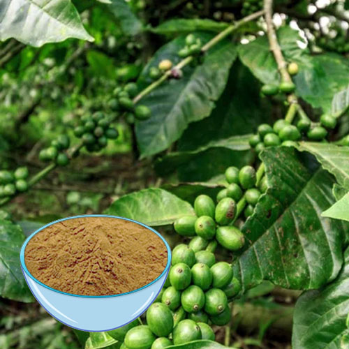 Buy Green Coffee Bean Extract