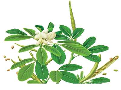 fenugreek 4 1 extract cost - RealclearBio
