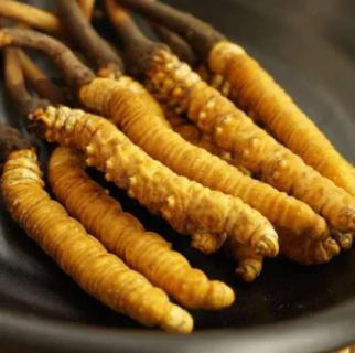 Cordyceps Extract Powder supplier-ruikeli
