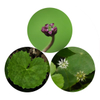 Gotu Kola Extract