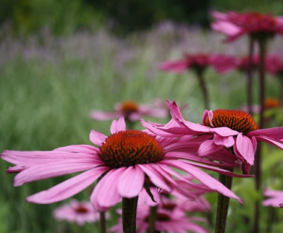 best echinacea purpurea extract - Realclearbio