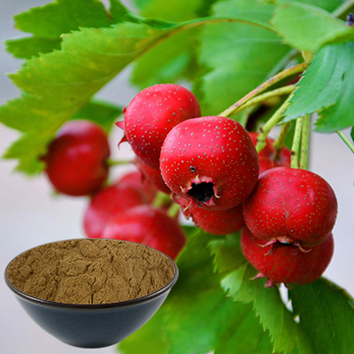 Hawthorn Berry Extract manufacturer-realclearbio