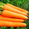 Carrot Powder