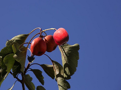 Hawthorn fruit extract cost - RealclearBio