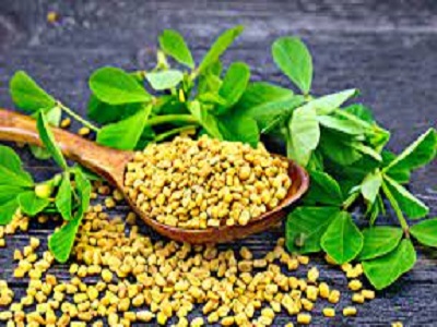 Fenugreek Extract suppliers - RealclearBio 