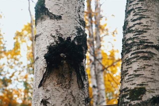 Chaga Extract