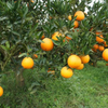 Grape Fruit Extract