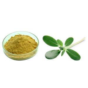 Bacopa Extract