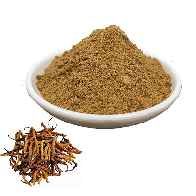 What is cordyceps extract?