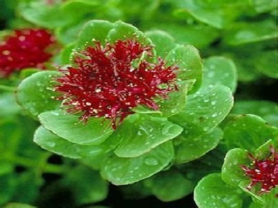 Plant Extract manufacturers-RealclearBio