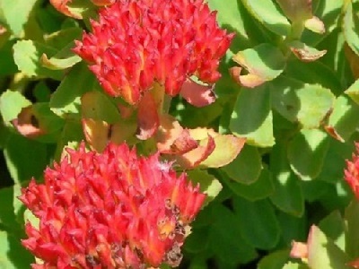Rhodiola Root Extract wholesale - 