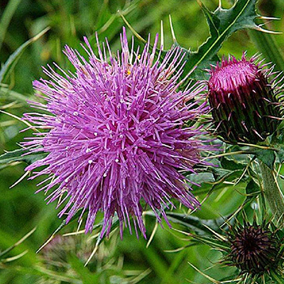 Milk Thistle Extract buy-realclearbio