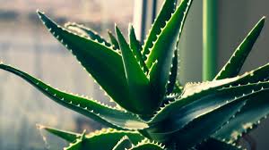 Aloe Vera Extract-1