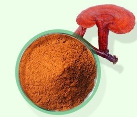What is reishi mushroom extract?