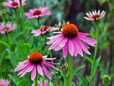 echinacea root extract suppliers-Realclear Bio