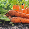 Carrot Powder