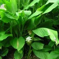 Turmeric Extract
