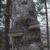Chaga Extract