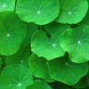 Gotu Kola Extract