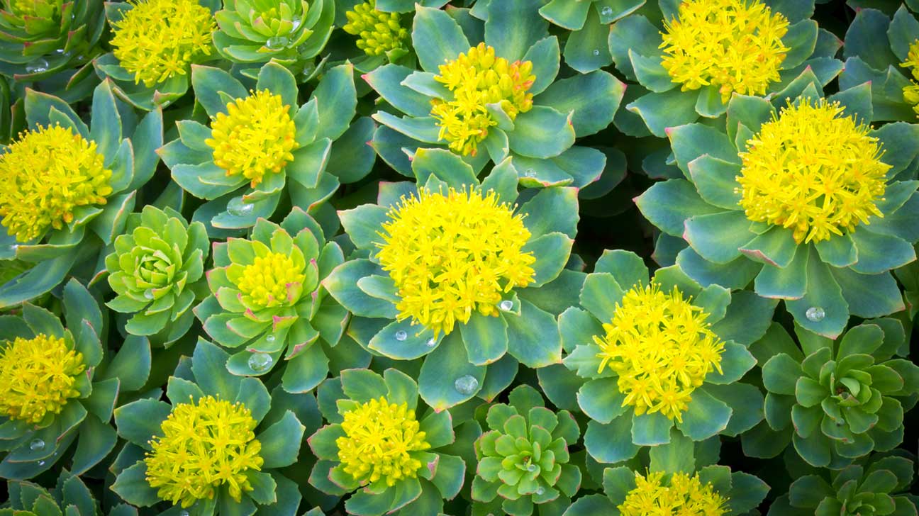 Rhodiola Extract-1