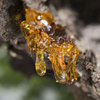 Boswellia Serrata Extract