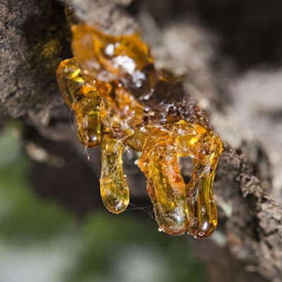 Boswellia Serrata Extract