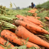 Carrot Powder