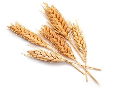 Hydrolyzed Wheat Protein suppliers - RealclearBio