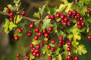 Hawthorn fruit extract suppliers - RealclearBio