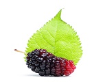 What is mulberry powder good for