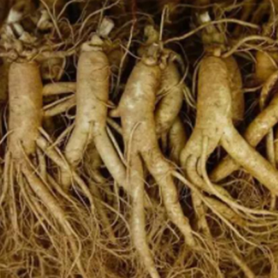 Ginseng Extract