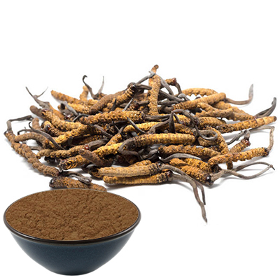 Cordyceps Extract