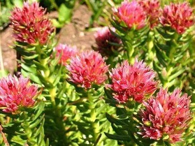 Rhodiola Extract wholesale-RealclearBio