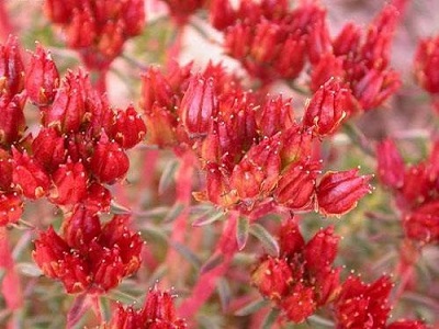 Rhodiola rosea extract for sale - RealclearBio