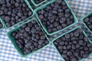 wild blueberry powder suppliers - RealclearBio