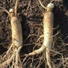 Ginseng Extract