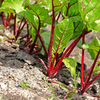Beet Root Powder