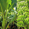 Banana Powder