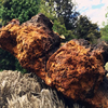 Chaga Extract