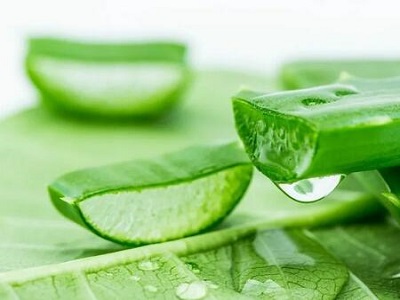 aloe extract for sale -RealclearBio 