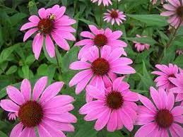 Buy Echinacea Extract