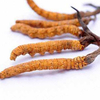 Cordyceps Extract