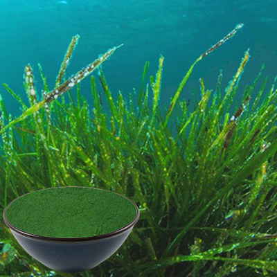 Organic Spirulina Powder