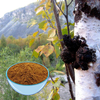 Chaga Extract